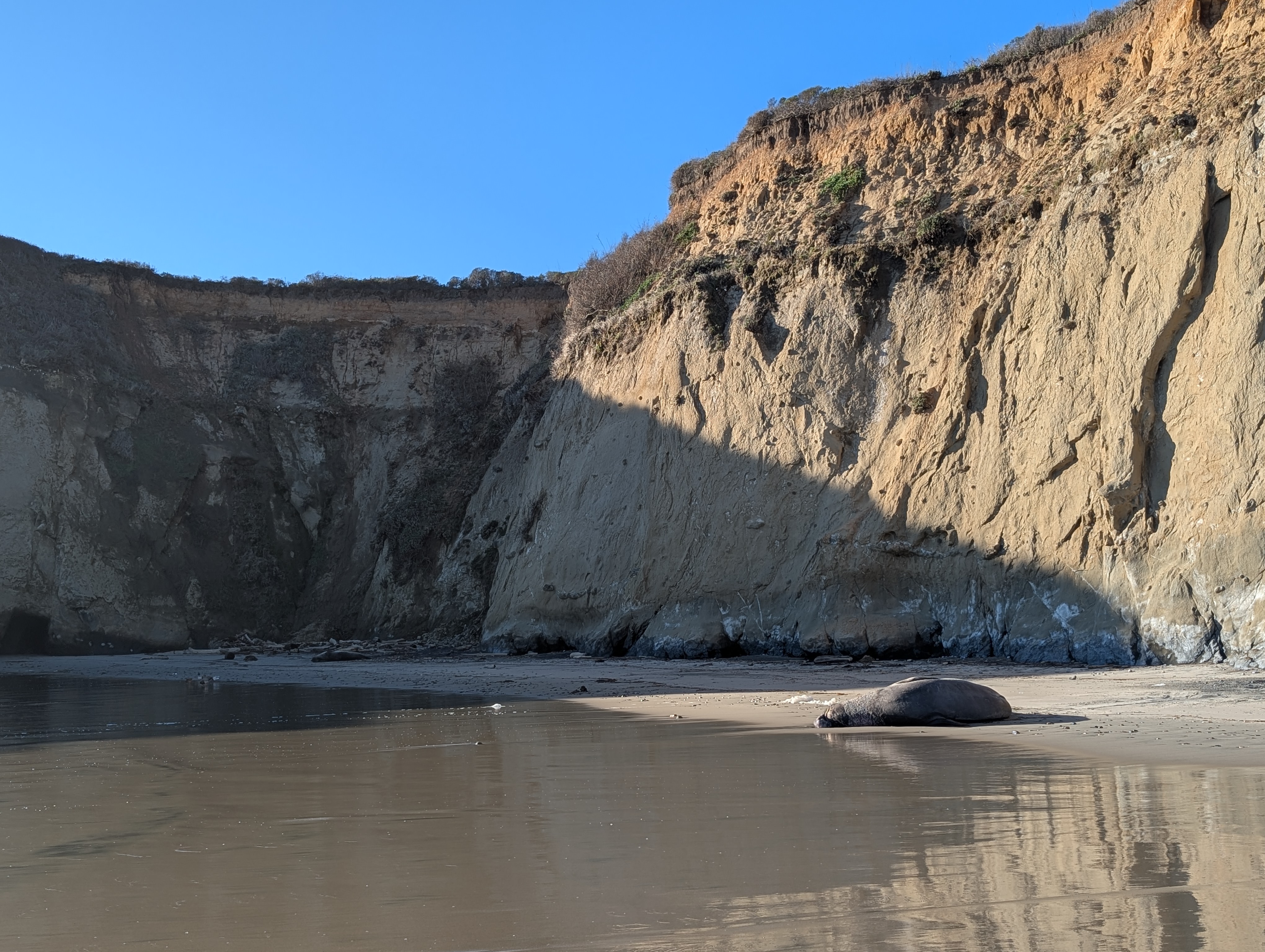 Año Nuevo State Park in southern San Mateo County