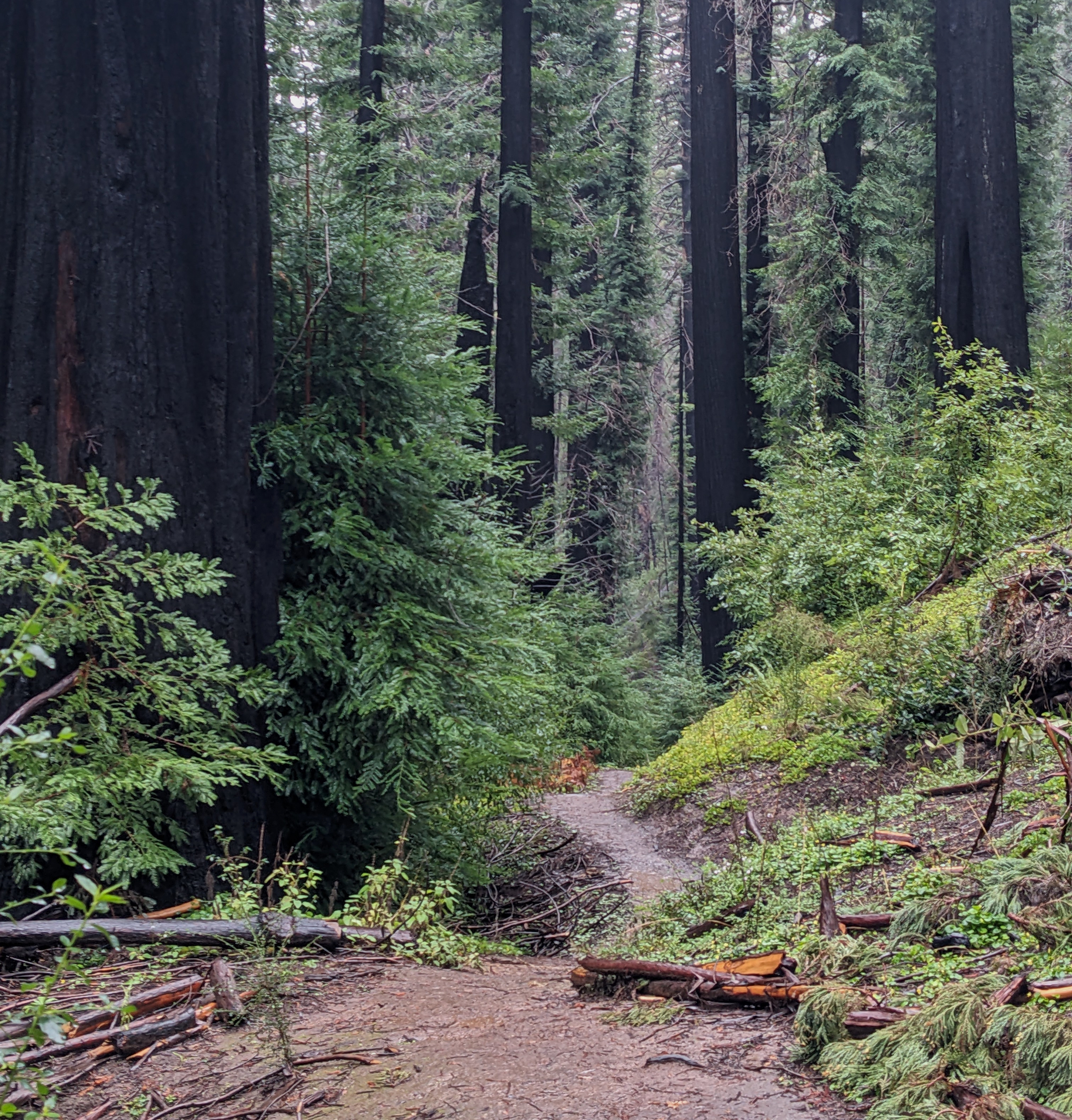A view of redwoods in Big Basin Redwoods State Park