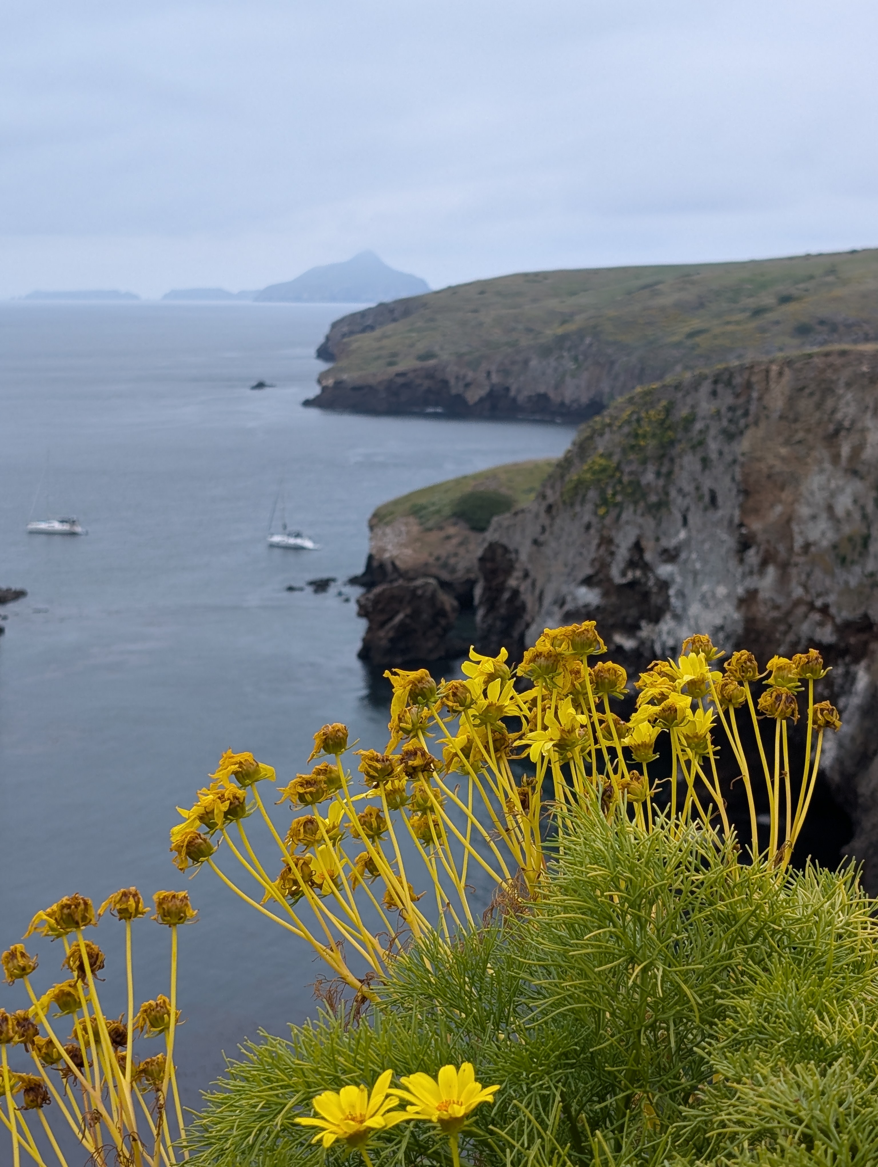 Yellow flowers with a sea cliff in the background