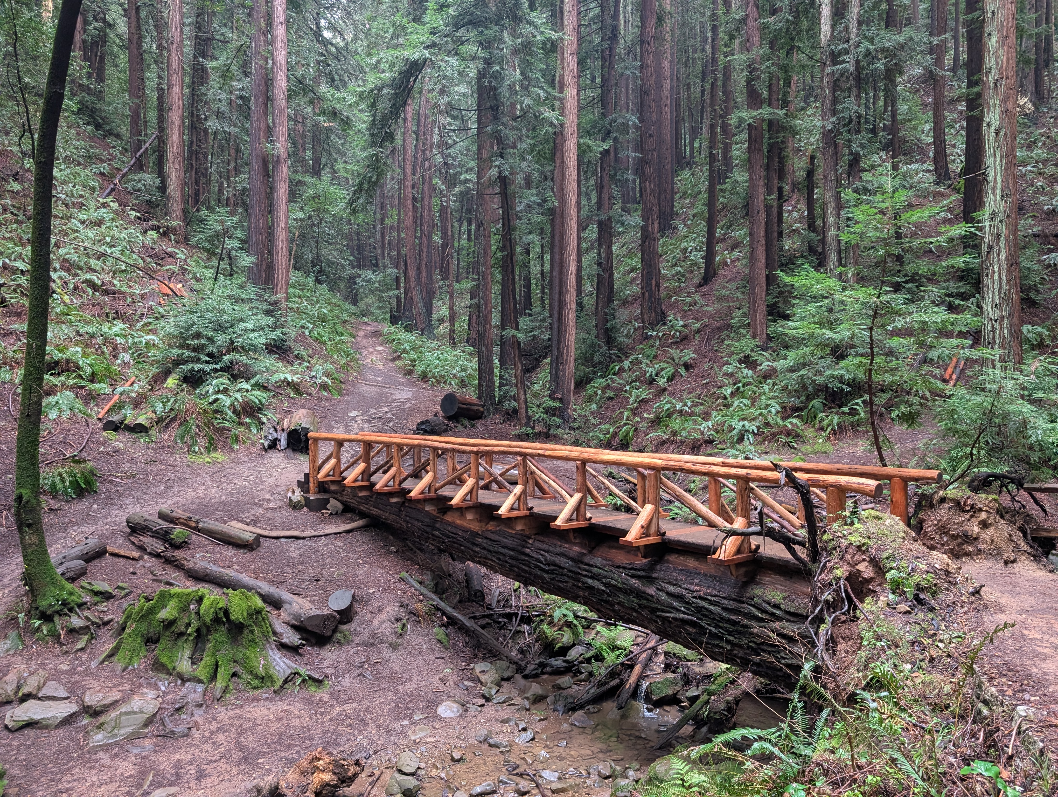 A bridge built from a redwood tree